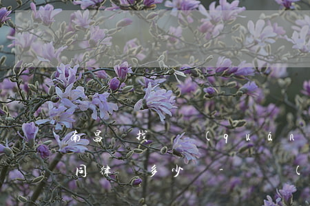 南昌縣找債權(quán)債務(wù)合同律師多少錢-債權(quán)債務(wù)糾紛律師收費(fèi)