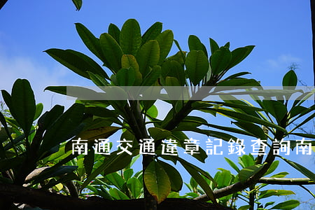 南通交通違章記錄查詢(南通車輛違章查詢)
