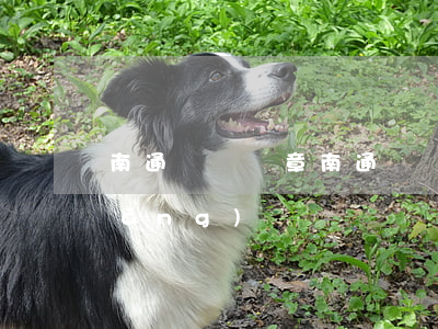 南通車輛違章(南通車輛違章查詢官方網(wǎng))