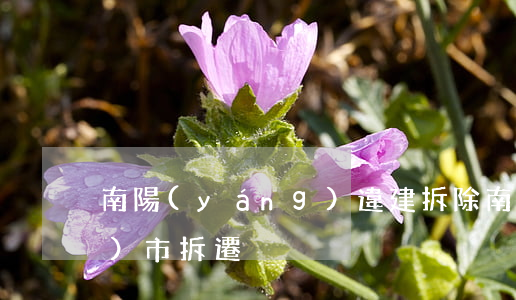 南陽(yáng)違建拆除(南陽(yáng)市拆遷)