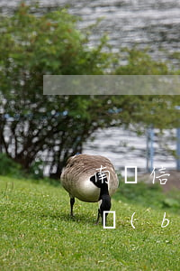 南陽信用卡逾期(2021年信用卡逾期立案標(biāo)準(zhǔn))