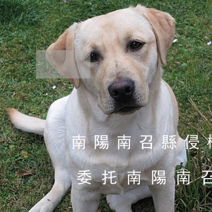 南陽南召縣侵權(quán)案件律師怎么委托(南陽南召縣侵權(quán)案件律師怎么委托)