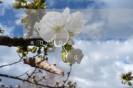 南陽專門處理信用卡逾期的律師(南昌有專業(yè)辦理信用卡逾期的律師)