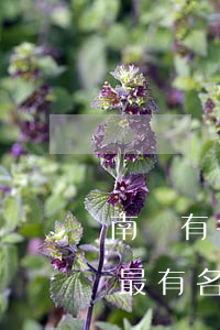 南陽有名氣的律師事務(wù)所(河南南陽最有名的律師所)