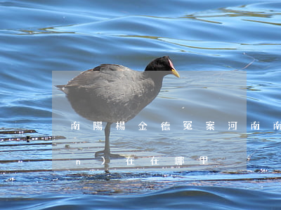 南陽楊金德冤案(河南南陽楊金德現(xiàn)在在哪里)