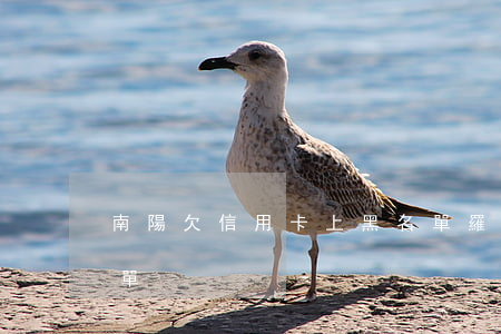 南陽欠信用卡上黑名單(羅源欠信用卡的黑名單)