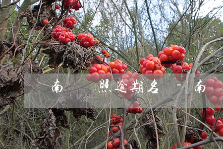 南陽駕照逾期名單-南陽最新醉駕人員名單