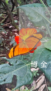 博金貸逾期(博金貸最新消息)