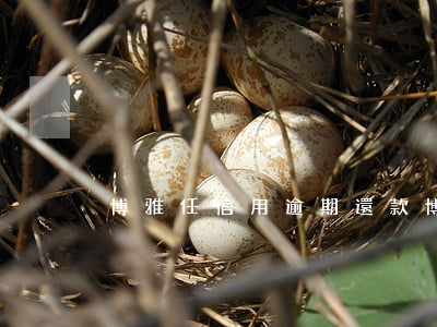 博雅任信用逾期還款(博雅任信用逾期還款)