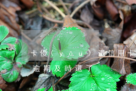 卡優(yōu)還信用卡逾期怎么辦(信用卡逾期及時還了)