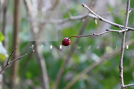 卡卡貸網(wǎng)貸不還會怎么樣