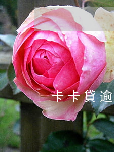 卡卡貸逾期1年（卡卡貸逾期1年）
