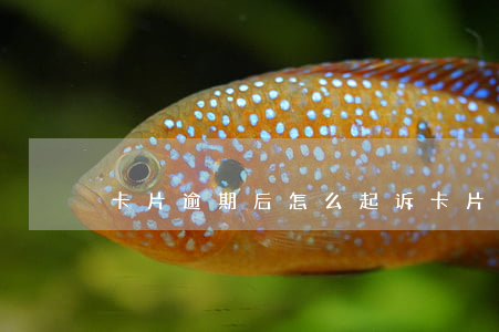 卡片逾期后怎么起诉 卡片逾期怎么协商还款