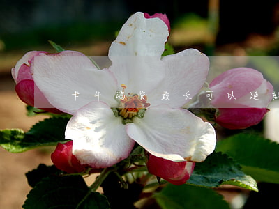 卡牛瑞贷最长可以延期几天还款-