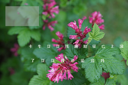 卡牛豆豆钱逾期征信上没有记录-有卡卡贷了豆豆钱还能借吗