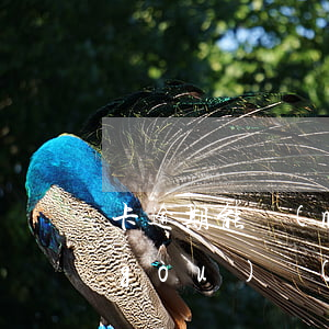 卡逾期能買(mǎi)車(chē)么(購(gòu)車(chē)分期卡逾期會(huì)怎么樣)
