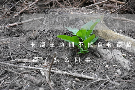 卡還王逾期不能自動還款(信用卡逾期了自動還了怎么回事)