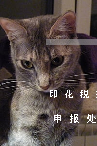 印花税按月申报逾期(印花税按月申报逾期未申报处罚)