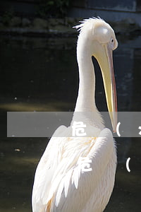 危險(xiǎn)駕駛律師費(fèi)用(危險(xiǎn)駕駛律師費(fèi)用)