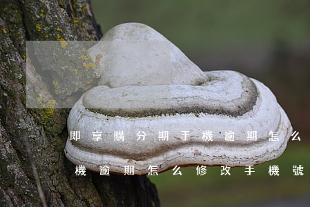 即享購分期手機逾期怎么修改(即享購分期手機逾期怎么修改手機號)