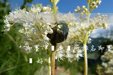 即墨律師事務所排名(即墨區(qū)哪個律師好)