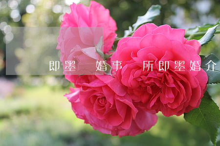 即墨離婚事務所(即墨婚介婚戀平臺)