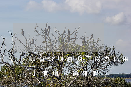 即有分期逾期可以办信用卡吗(分期卡逾期属于信用卡逾期吗)
