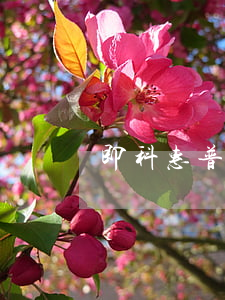 即科惠普逾期多久會(huì)起訴嗎