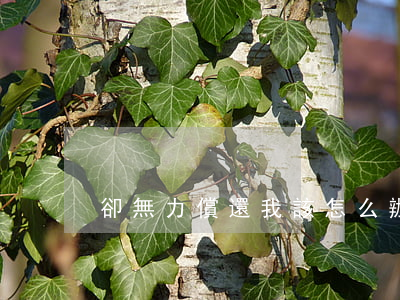 卻無力償還我該怎么辦-無力還錢怎么辦
