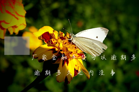 厂家金融车贷可以逾期多少天(厂家金融车贷逾期多久之内没事)