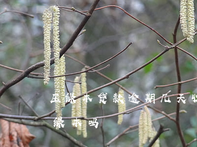 压绿本贷款逾期几天收车(车贷逾期过能拿到绿本吗)