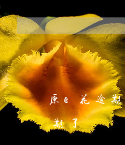 原e花逾期多久會給父母打電話-原e花逾期了