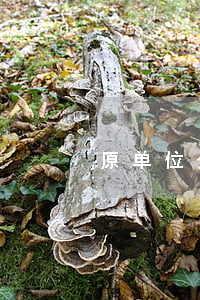原单位分房的承租权可以作为遗产继承！