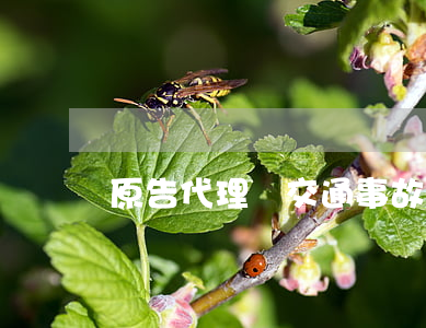 原告代理詞(交通事故原告代理詞)
