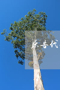 原告代理詞(民間借貸原告代理詞)