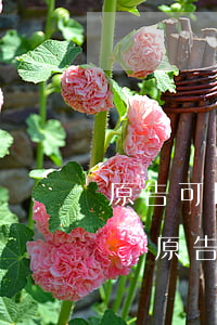 原告可以到法院無條件撤訴嗎(被告不同意撤訴原告可以撤訴嗎)