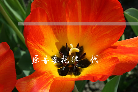 原告委托律師代簽訴狀