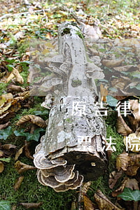原告律師沒帶傳票怎么辦(被告人沒有接到傳票法院開怎么辦)