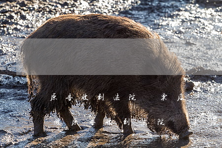 原告收到法院傳票后應(yīng)該怎么做(原告收到法院傳票后應(yīng)該怎么做)
