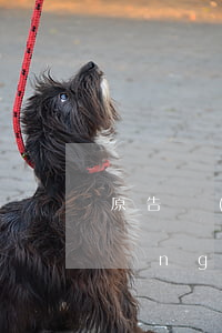 原告無(wú)證據(jù)可以申請(qǐng)法院調(diào)取嗎(法院可以幫原告調(diào)取證據(jù)嗎)