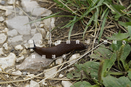 原告的律師費可以由被告承擔嗎(原告請律師費用誰承擔)