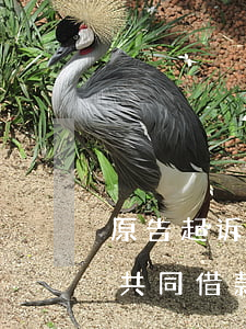原告起诉夫妻共同借钱怎么写，如何撰写夫妻共同借款的起诉状？——以'原告起诉夫妻共同借钱怎么写'为关键