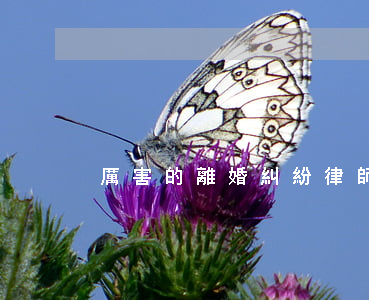厲害的離婚糾紛律師排名