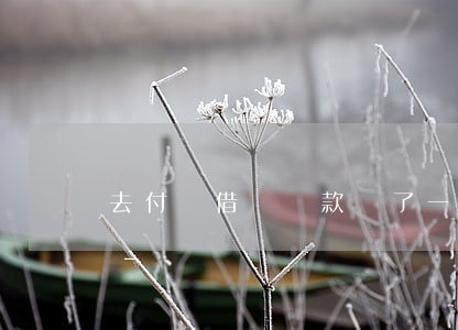 去付寶借唄還款遲了一天會(huì)咱樣-
