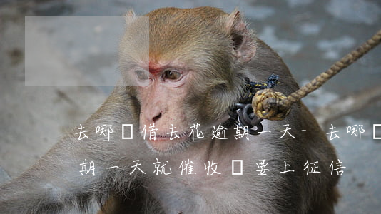 去哪兒借去花逾期一天-去哪兒網借去花逾期一天就催收說要上征信