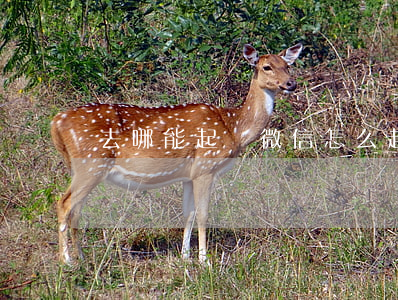 去哪能起訴微信 怎么起訴微信