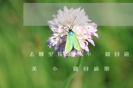 去哪里找美團小貸撤回逾期記錄-去哪里找美團小貸撤回逾期記錄的