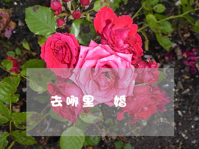 去哪里離婚