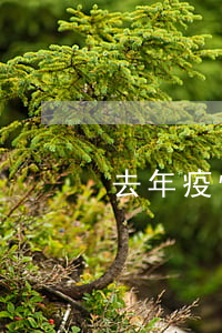 去年疫情在家白条逾期了怎么办