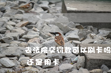 去法院交罚款可以刷卡吗(法院交罚款是现金还是用卡)